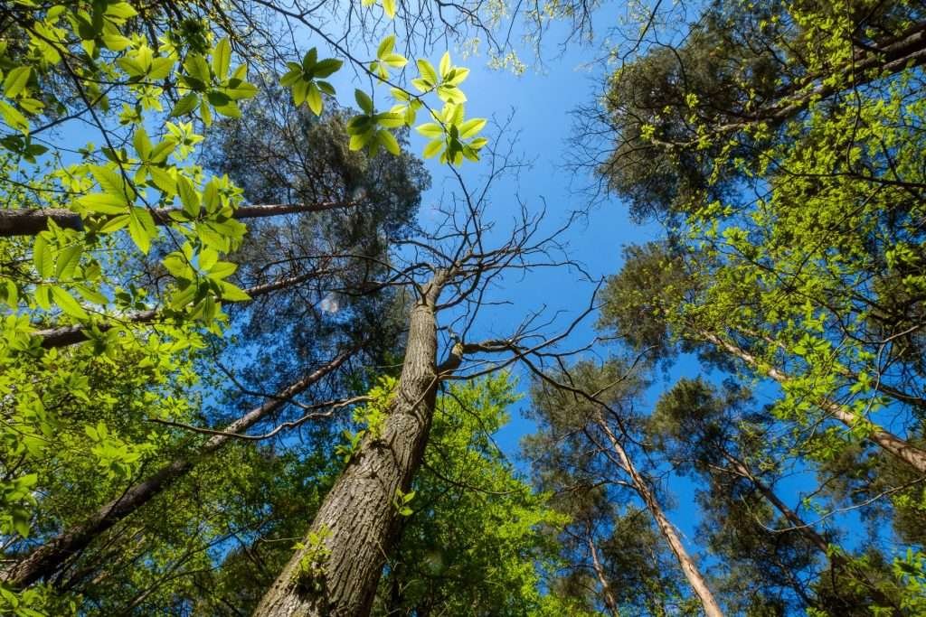 Finchampstead Ridges, southern Berkshire, UK.