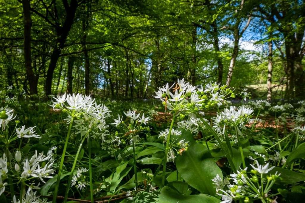 Wild garlic. Finchampstead Ridges, Berkshire, UK.