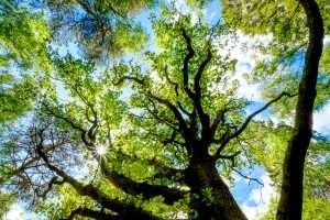 Read more about the article Finchampstead Ridges – the great lockdown escape