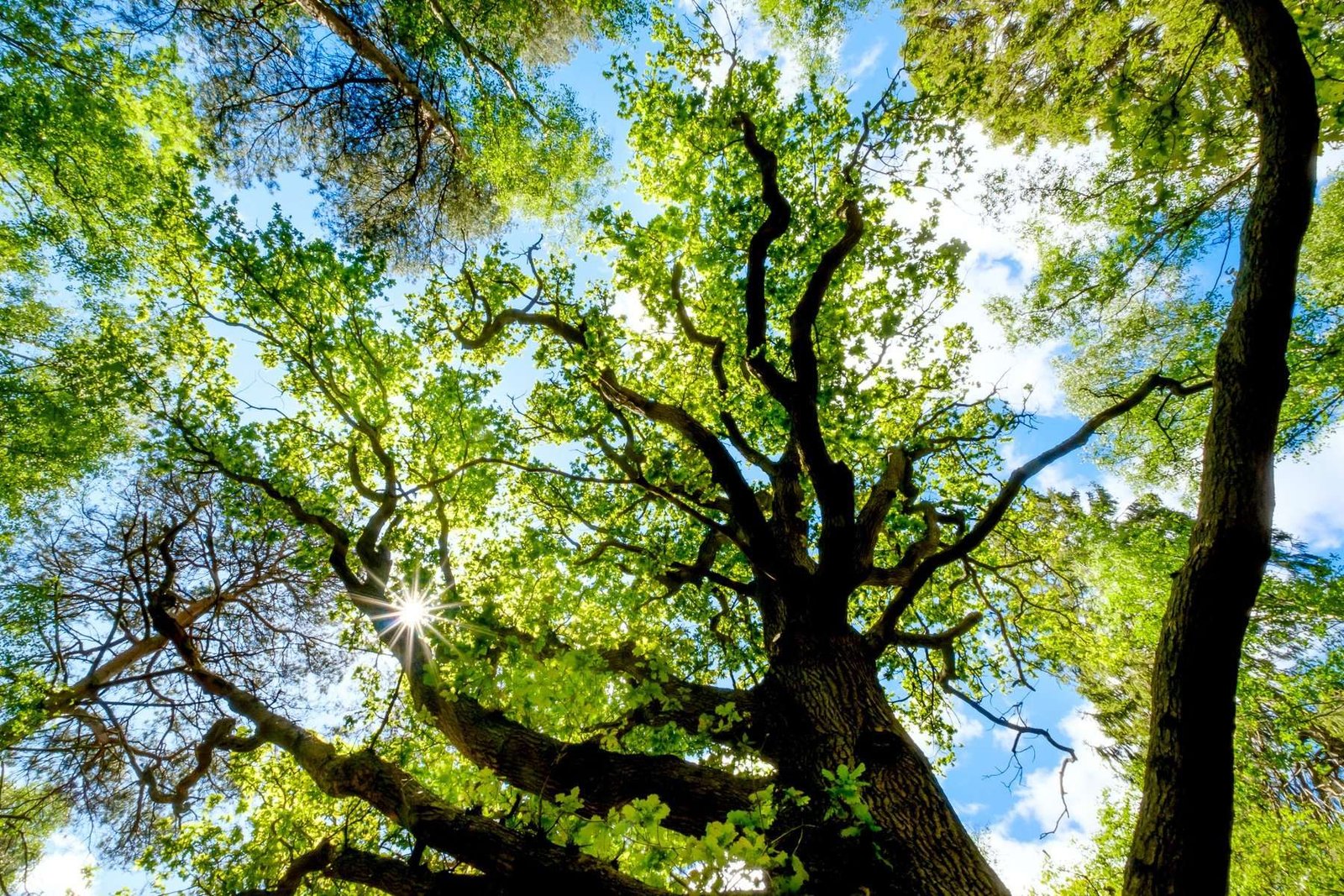 Read more about the article Finchampstead Ridges – the great lockdown escape