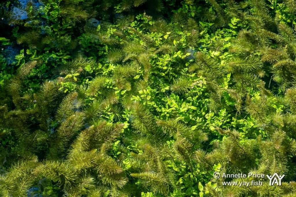Basingstoke Canal, Greywell, Hampshire, UK.