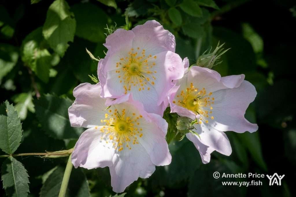 Wild roses. Greywell, Hampshire, UK.