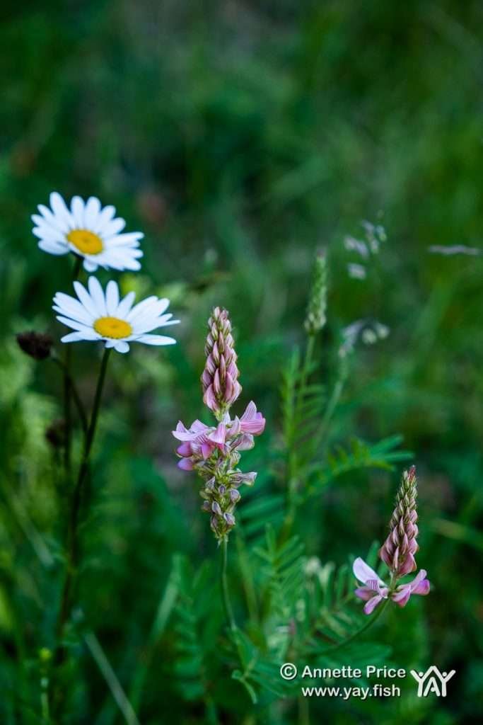 Wildflowers, Up Nately, Hampshire, UK.