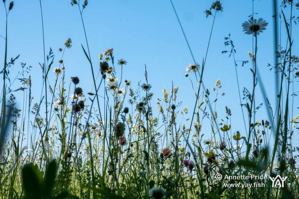 Wildflowers and grasses, Up Nately, Hampshire, UK.