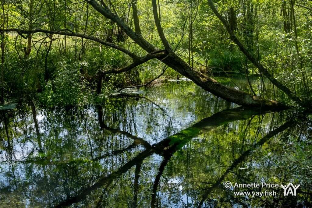 The River Whitewater, Greywell Moors, Hampshire, UK.