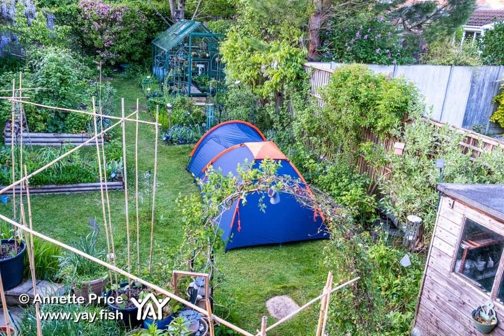 Garden camping in Wokingham, Berkshire, UK.