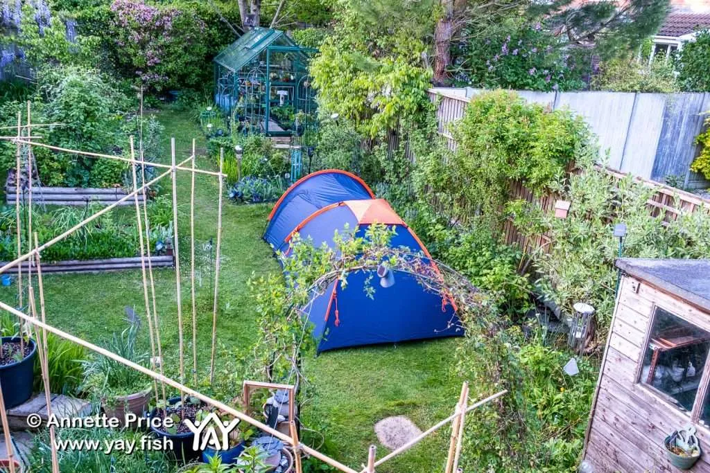 Garden Camping. A delightful way to spend time at home 13 Garden camping in Wokingham, Berkshire, UK.