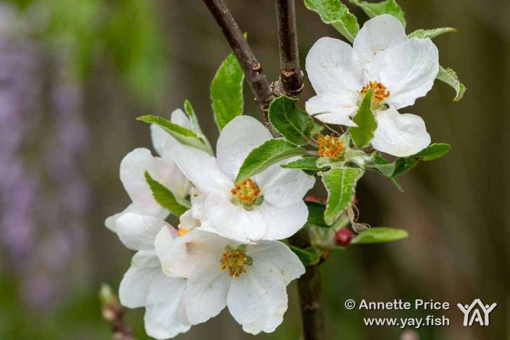 Apple blossom