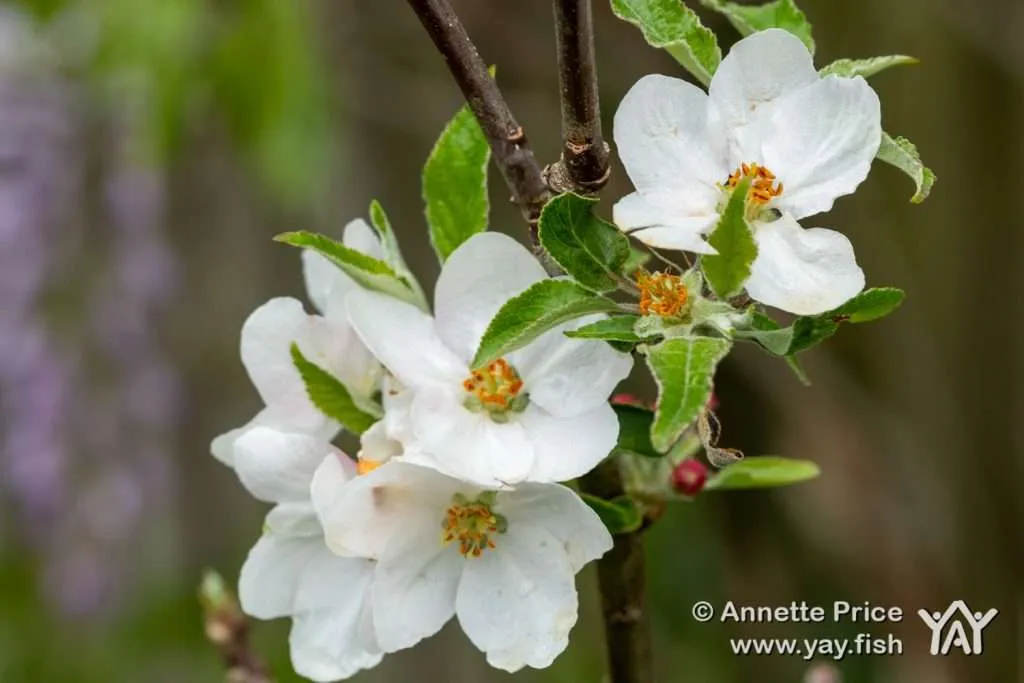 Garden Camping. A delightful way to spend time at home 9 Apple blossom