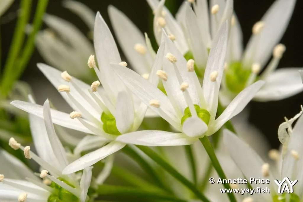 Garden Camping. A delightful way to spend time at home 10 Wild Garlic