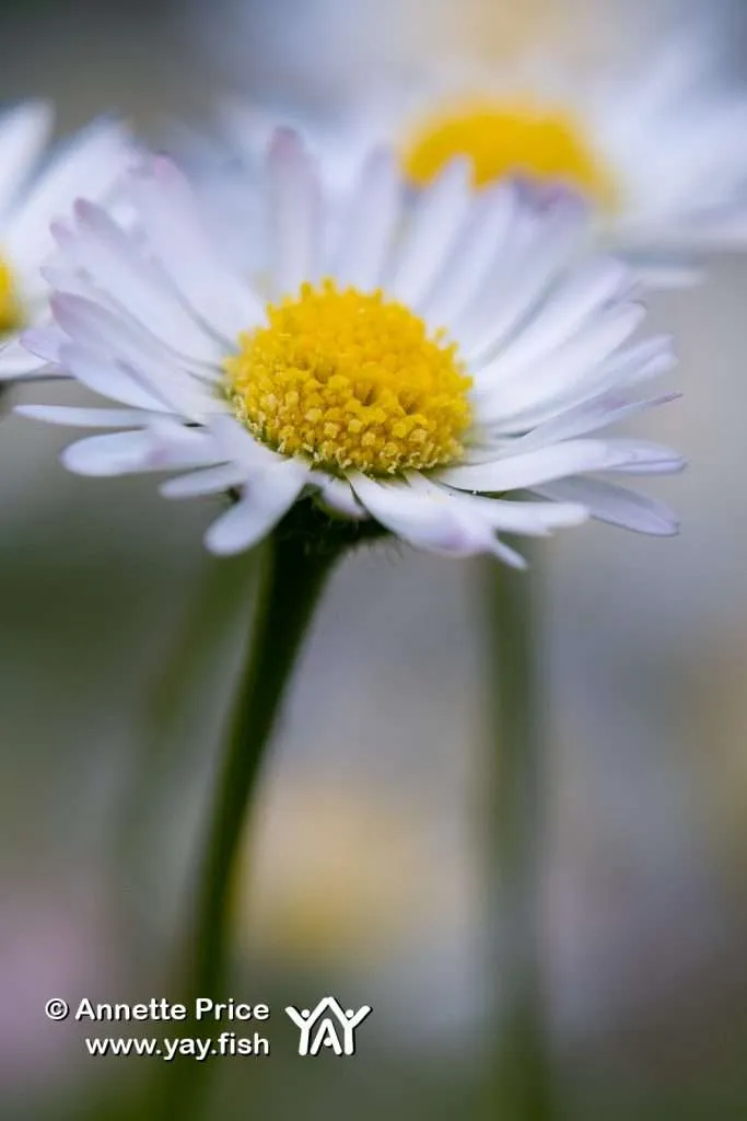 Garden Camping. A delightful way to spend time at home 8 Garden Daisies