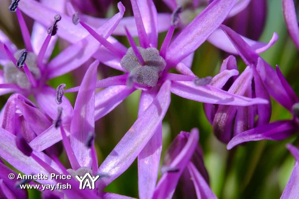 Allium purple sensation