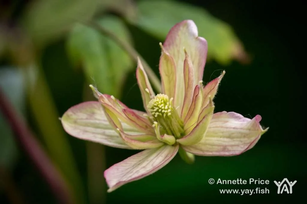 Garden Camping. A delightful way to spend time at home 12 Clematis Montana Marjorie