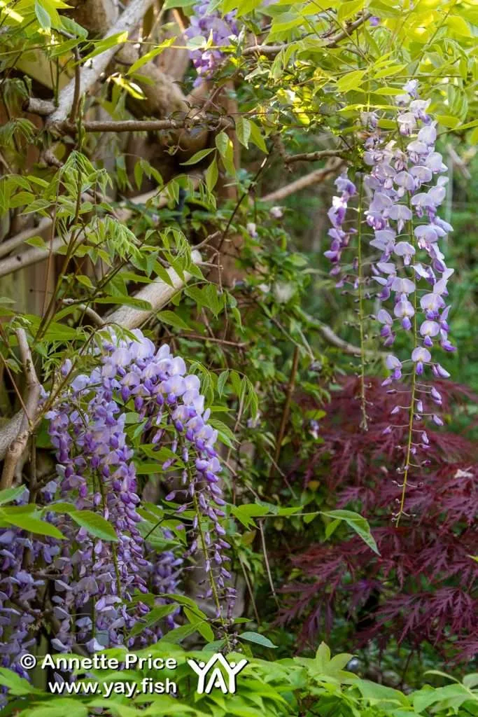Garden Camping. A delightful way to spend time at home 11 Wisteria