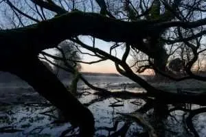 Home 225 Dawn at Lyd Well. Water is currently emerging from underground forming the start of the River Thames. Cotswolds, UK.