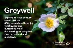 Wild Rose. Greywell, Hampshire, UK.