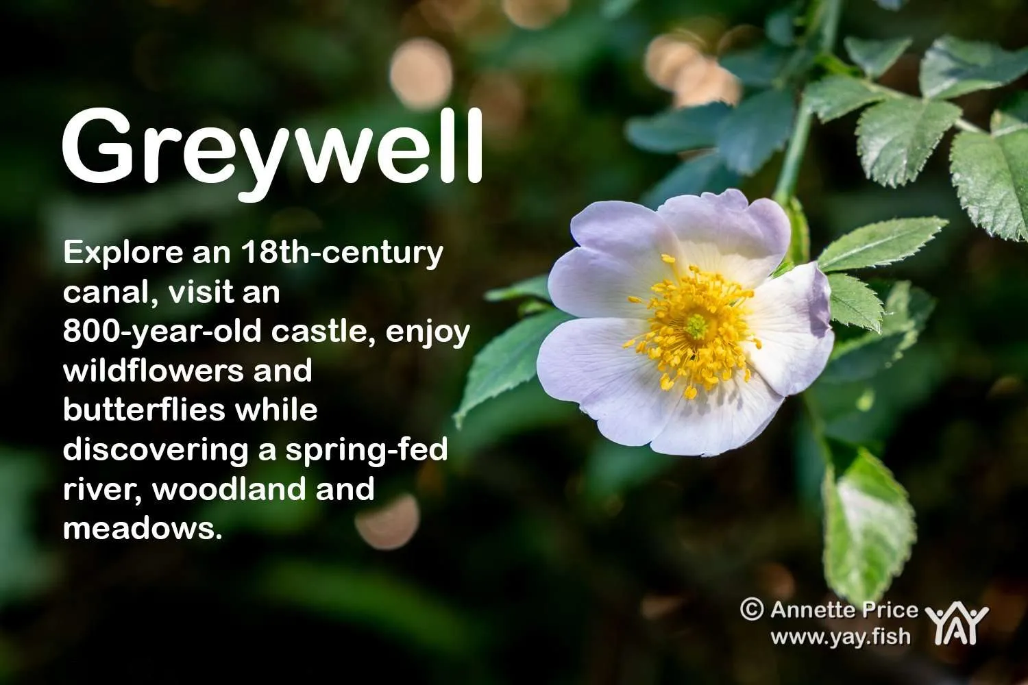 Read more about the article Greywell. Discover this delightful walk in Hampshire.
