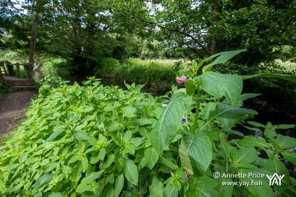 Himalayan balsam, Hazeley, Hampshire. UK.
