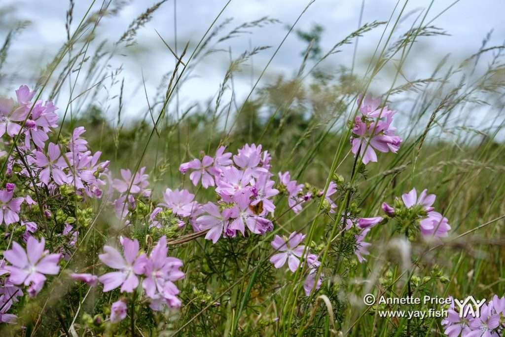 Wild flowers in a meadow. Hazeley Lea in Hampshire. UK.