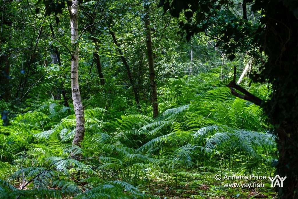 Hazeley Hampshire UK 21 6 20 166