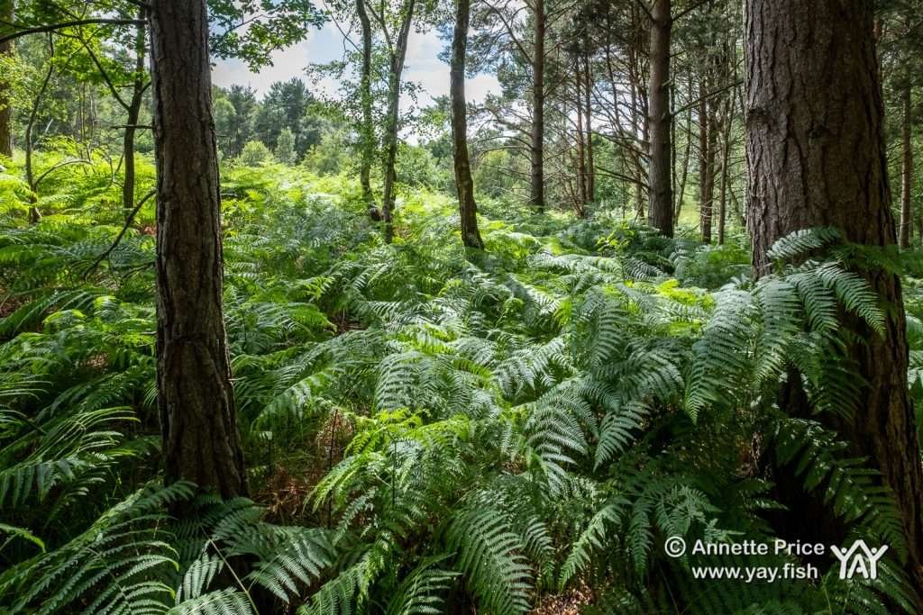 Hazeley Hampshire UK 21 6 20 230