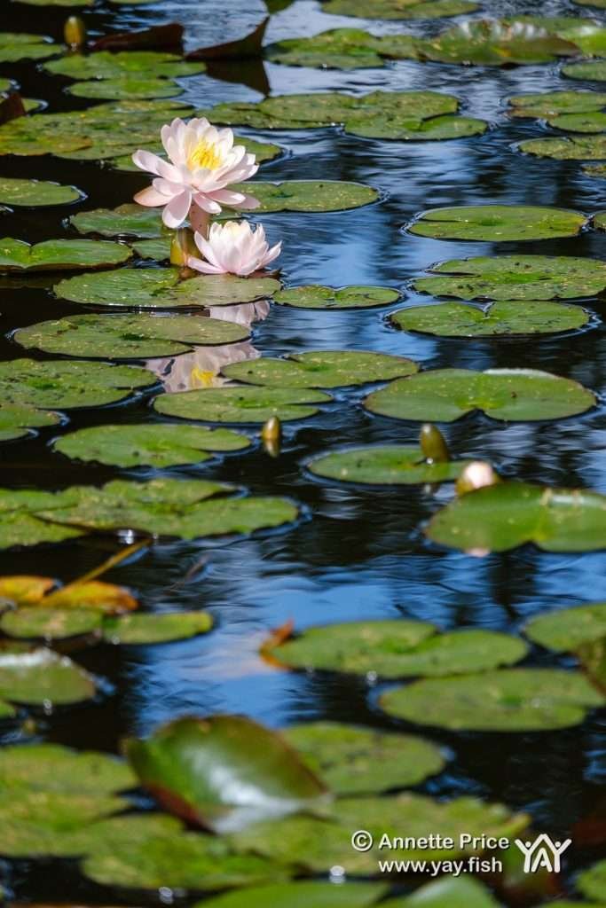 White Waterlily, Hazeley Heath, Hampshire, UK.