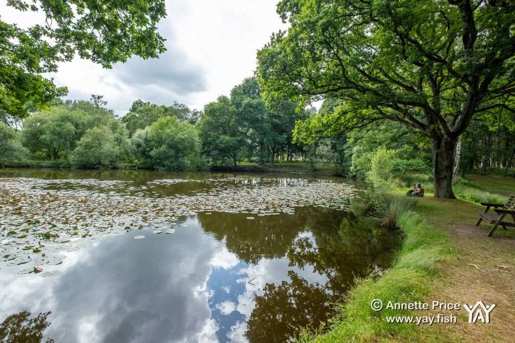 Hazeley Heath, Hampshire, UK.