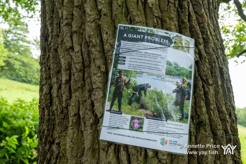Poster warning about the invasive Himalayan balsam plant. Hazeley, Hampshire. UK.