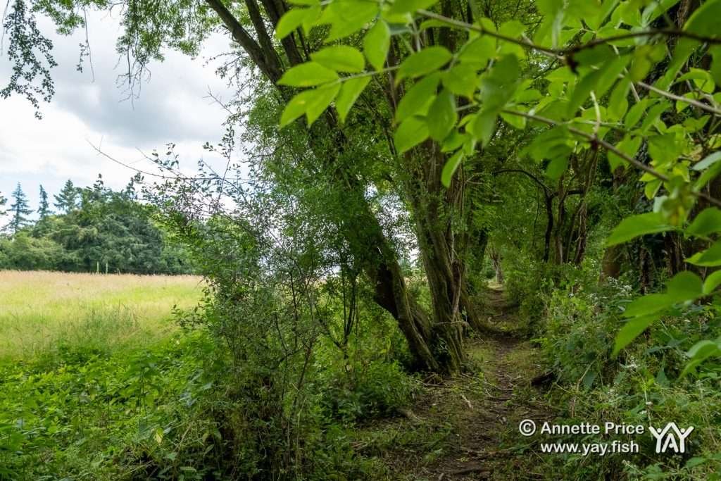 Hazeley, Hampshire. UK.