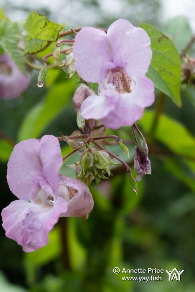 Himalayan Balsam, Berkshire, UK.