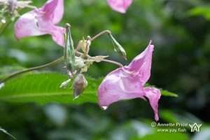 Himalayan Balsam, Berkshire, UK.