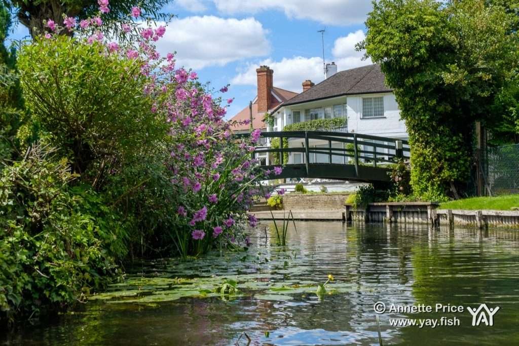 Hennerton Backwater near Wargrave UK 12 7 20 48