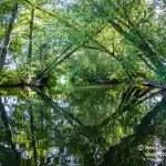Paddling the Thames in Berkshire | Enjoy this enchanting and beautiful backwater paddle.