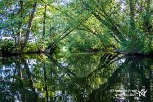 St Patrick's Stream, near Shiplake, UK.