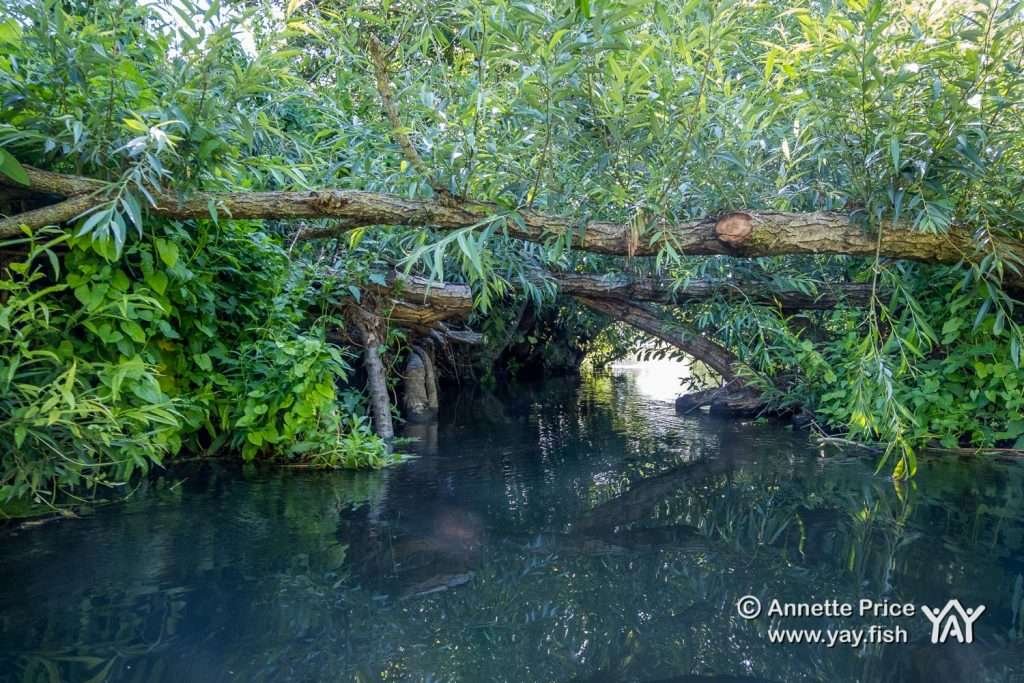 A fallen tree creating a low gap to paddle under. St Patrick's Stream, near Shiplake, UK.