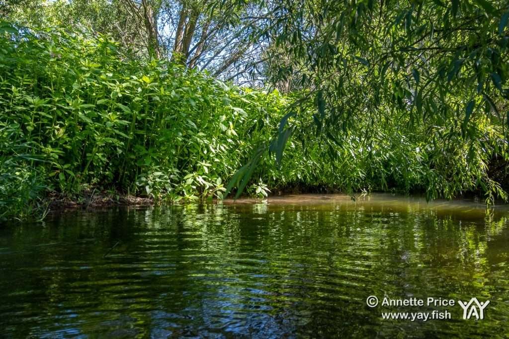 St Patricks Stream near Shiplake UK 12 7 20 58