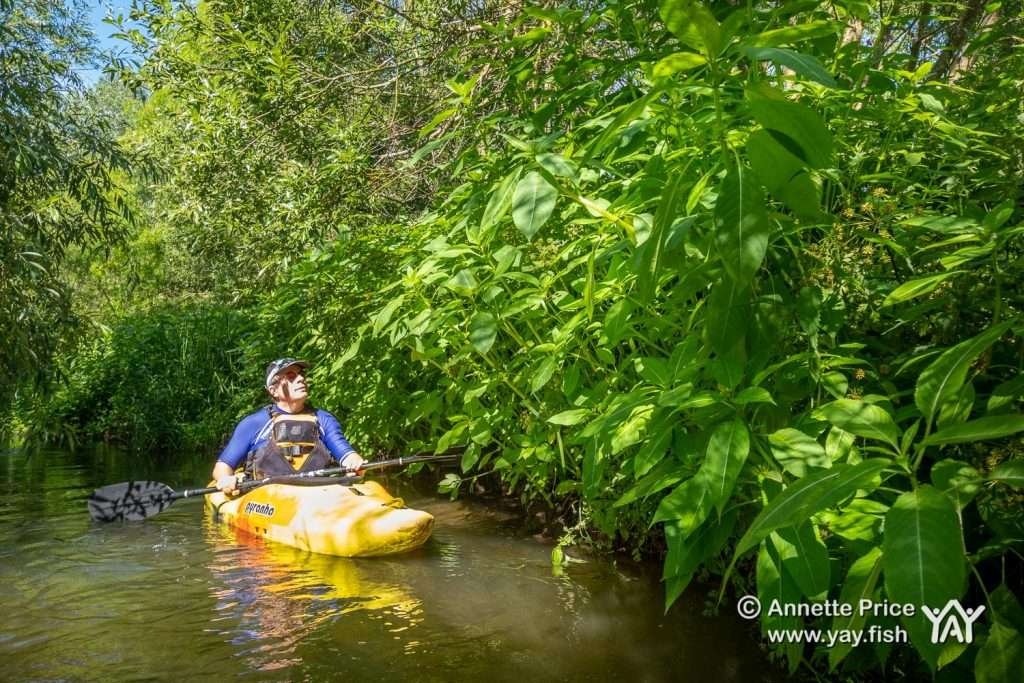 Himalayan Balsam (right) an invasive plant species. St Patrick's Stream, near Shiplake, UK.