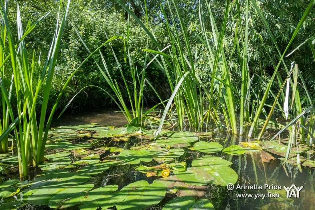 St Patrick's Stream, near Shiplake, UK.
