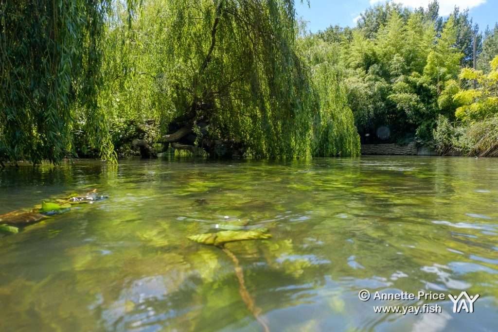 The beginning of St Patrick's Stream near Shiplake, UK.