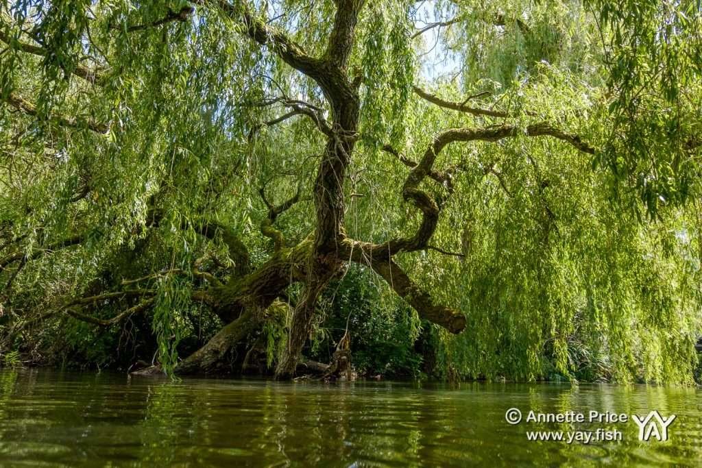 The beginning of St Patrick's Stream near Shiplake, UK.