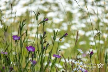 Dipley Mill, Hartley Wintney, Hook, Hampshire. UK. Dipley Mill, Hartley Wintney, Hook, Hampshire. UK.