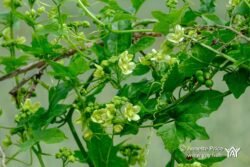 Hazeley, Hampshire, UK Hazeley, Hampshire, UK